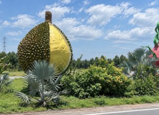 VIETNAM – ÉCONOMIE : Le Vietnam veut détrôner la Thaïlande sur le marché du durian