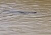 THAÏLANDE – INONDATIONS : À Sa Kaeo, les habitants doivent aussi se méfier des crocodiles crocodiles Sa Kaeo