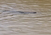 THAÏLANDE – INONDATIONS : À Sa Kaeo, les habitants doivent aussi se méfier des crocodiles crocodiles Sa Kaeo