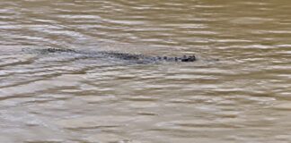 THAÏLANDE – INONDATIONS : À Sa Kaeo, les habitants doivent aussi se méfier des crocodiles crocodiles Sa Kaeo