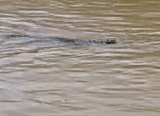 THAÏLANDE – INONDATIONS : À Sa Kaeo, les habitants doivent aussi se méfier des crocodiles crocodiles Sa Kaeo