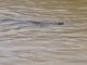 THAÏLANDE – INONDATIONS : À Sa Kaeo, les habitants doivent aussi se méfier des crocodiles crocodiles Sa Kaeo
