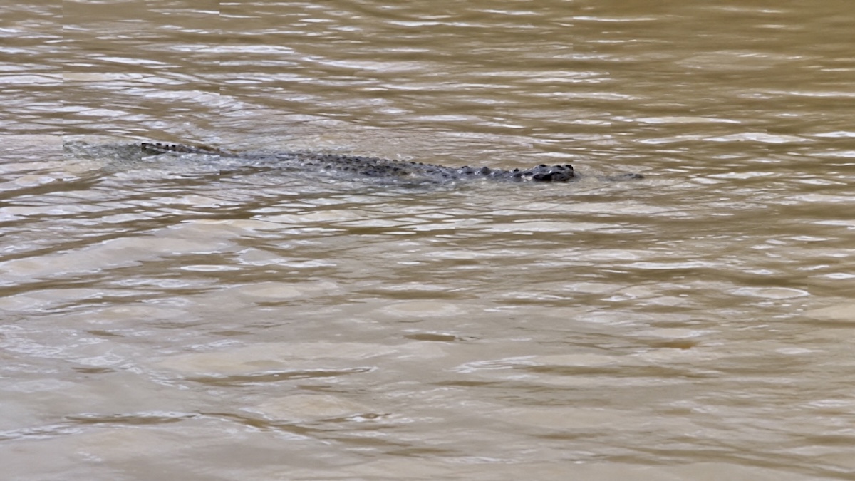 crocodiles Sa Kaeo