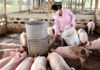 LAOS – SOCIÉTÉ : Plus de 11 000 porcs morts ou abattus face au retour de la peste porcine africaine ferme de porcs au Laos