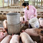 ferme de porcs au Laos