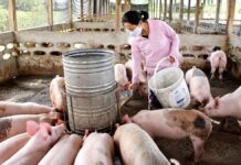 ferme de porcs au Laos
