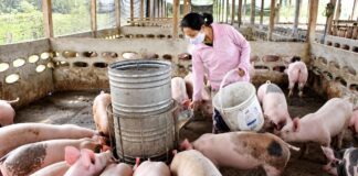 LAOS – SOCIÉTÉ : Plus de 11 000 porcs morts ou abattus face au retour de la peste porcine africaine ferme de porcs au Laos