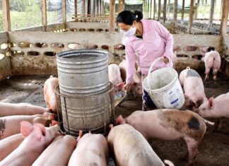 LAOS – SOCIÉTÉ : Plus de 11 000 porcs morts ou abattus face au retour de la peste porcine africaine ferme de porcs au Laos