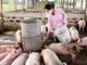 LAOS – SOCIÉTÉ : Plus de 11 000 porcs morts ou abattus face au retour de la peste porcine africaine ferme de porcs au Laos