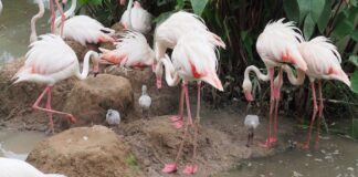 THAÏLANDE – SOCIÉTÉ : Le zoo de Khon Kaen plus que jamais en mode flamants roses