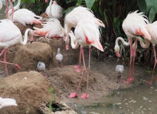 THAÏLANDE – SOCIÉTÉ : Le zoo de Khon Kaen plus que jamais en mode flamants roses