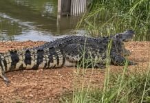 Crocodile en Thaïlande inondations