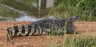 THAÏLANDE – SOCIÉTÉ : Un gros crocodile abattu dans Chachoengsao inondée Crocodile en Thaïlande inondations