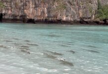 THAÏLANDE – TOURISME : Maya Bay rouvre… et le spectacle est déjà au rendez-vous Maya Bay - requins