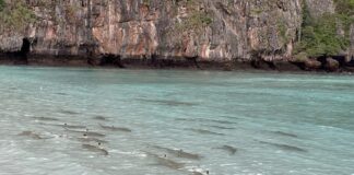 THAÏLANDE – TOURISME : Maya Bay rouvre… et le spectacle est déjà au rendez-vous Maya Bay - requins