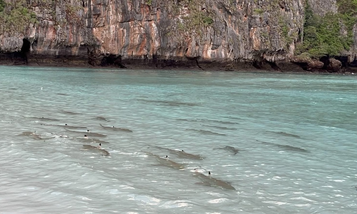 Maya Bay - requins
