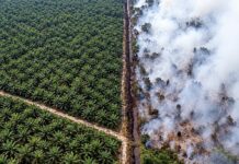 Plantation verdoyante face à la forêt brûlée
