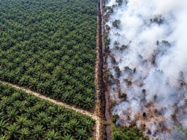 Plantation verdoyante face à la forêt brûlée