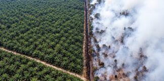 INDONÉSIE – POLLUTION : Singapour demande des comptes aux géants du papier Plantation verdoyante face à la forêt brûlée