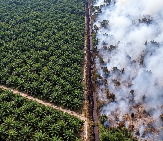 Plantation verdoyante face à la forêt brûlée