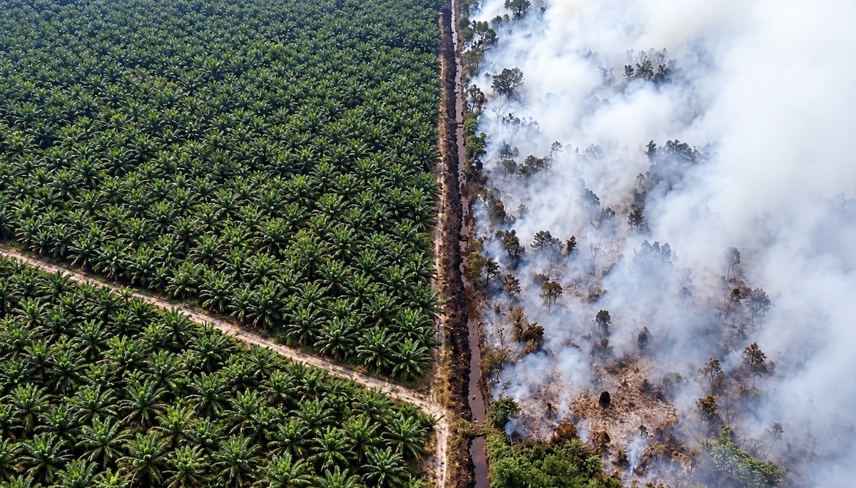 Plantation verdoyante face à la forêt brûlée