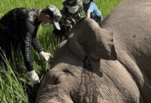 THAÏLANDE EXPRESS – ACTUALITÉS : Que retenir de l’actualité thaïlandaise du 12 au 18 octobre 2026 ? éléphant électrocuté à Loei