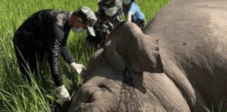 éléphant électrocuté à Loei