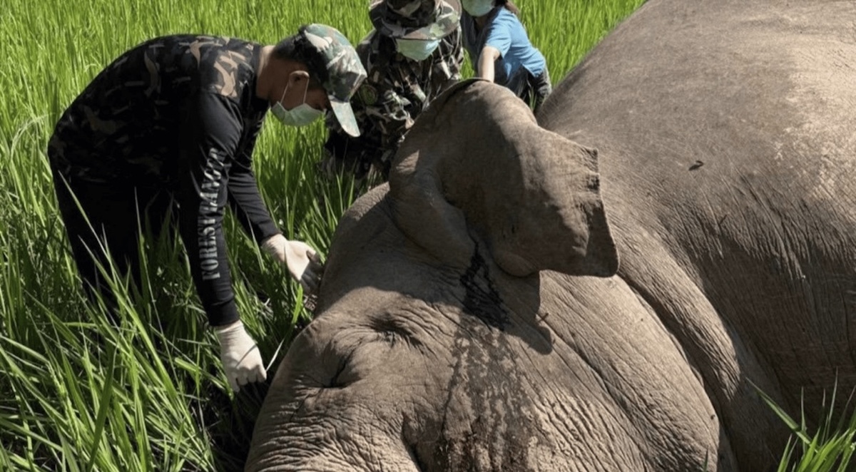 éléphant électrocuté à Loei